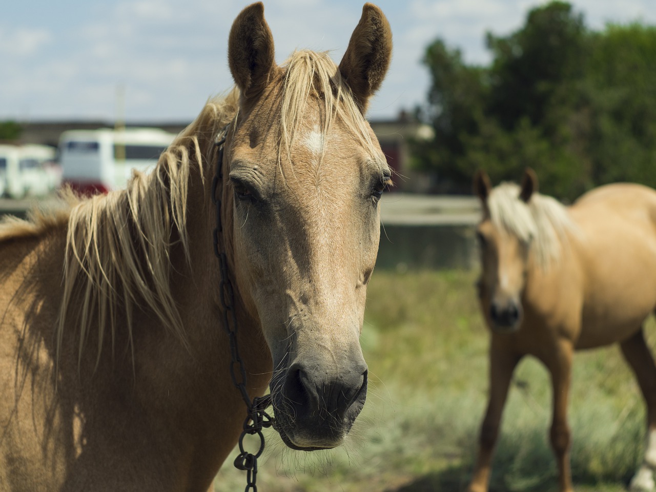 Als der Mensch das Reiten lernte