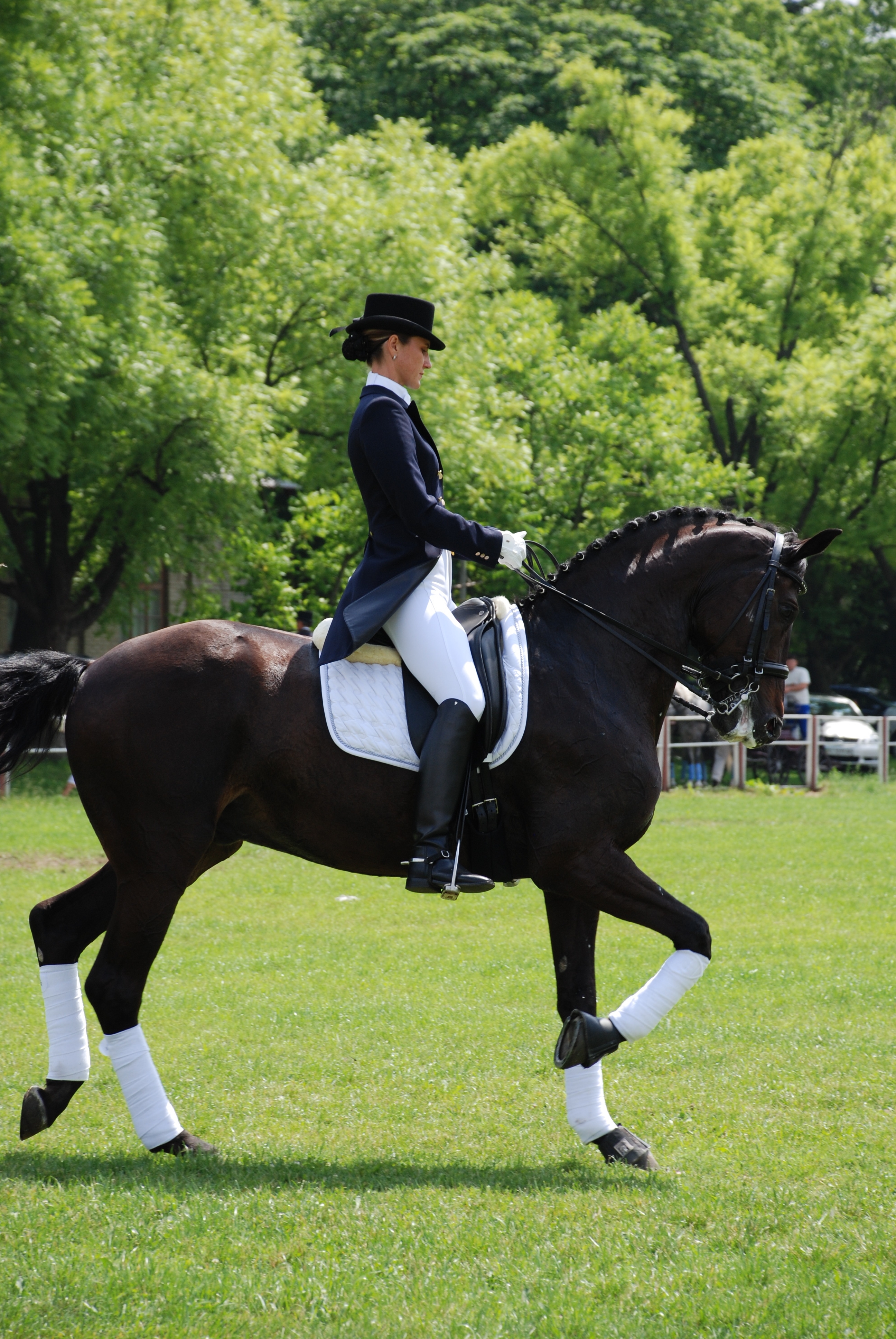 Reiten, Kutschieren, Longieren, Voltigieren
