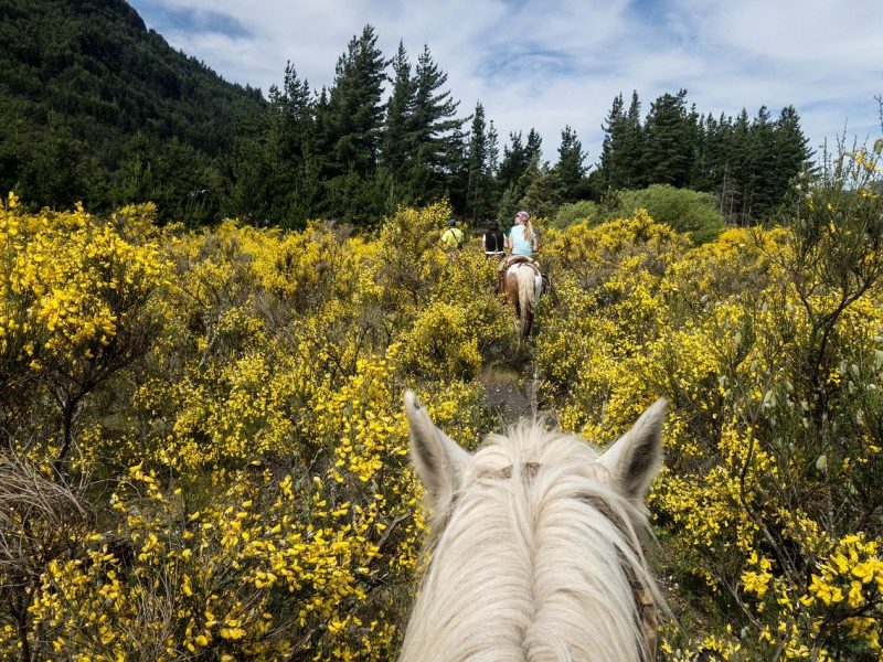 Reiten — ein Hobby für Jung und Alt