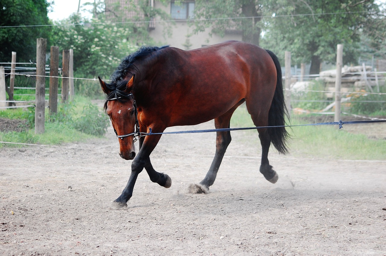 Was kostet ein Pferd an Unterhalt?