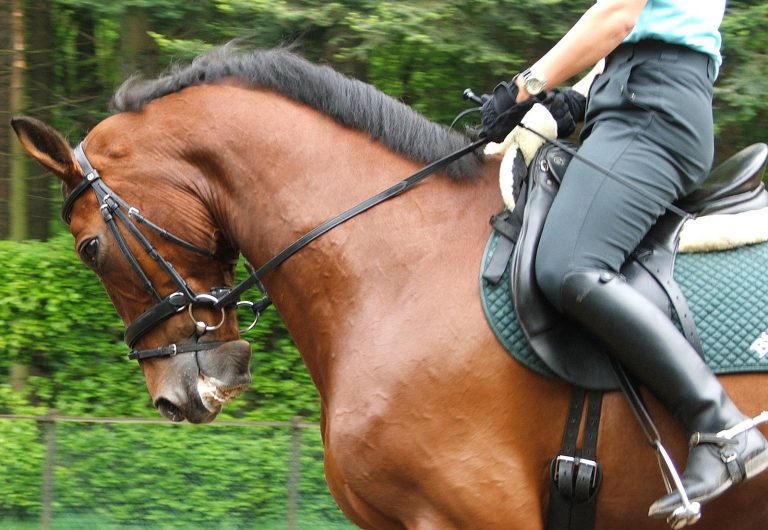 Reiten – das ist doch nur was für Zicken! Oder?