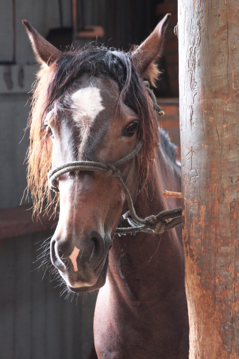 Reiten – Leidenschaft und Philosophie