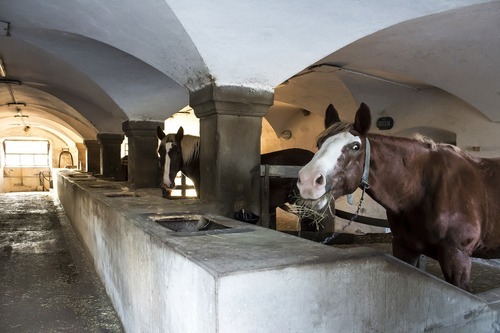 Turnen auf dem Pferd: Voltigieren