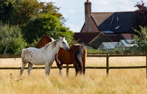 Reiten und IT: Wie passt das zusammen?
